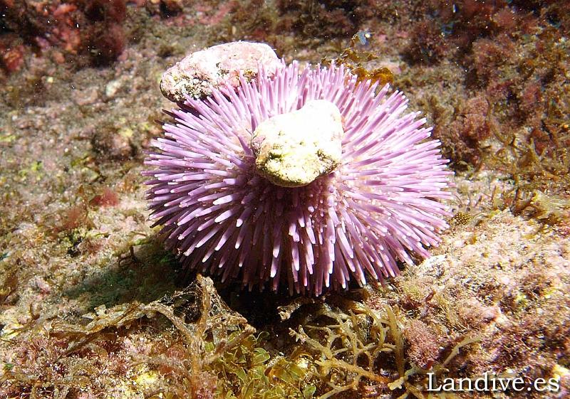 Erizo de puas romas ( Sphaerechinus granularis )1.jpg - OLYMPUS DIGITAL CAMERA